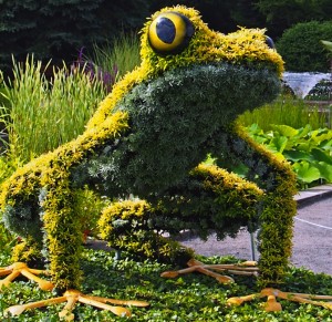 frog-yellow_by_mim