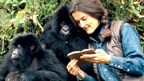 Dian Fossey, with the gorillas.