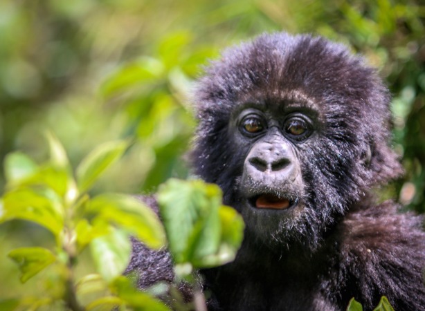 A baby gorilla photographed in the mountains of Rwanda. Photos by Bret Love and Mary Gabbett